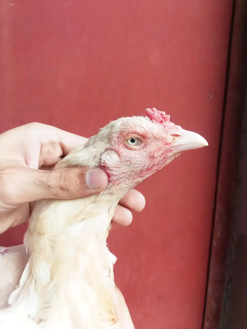 Heera aseel bird — photo 11