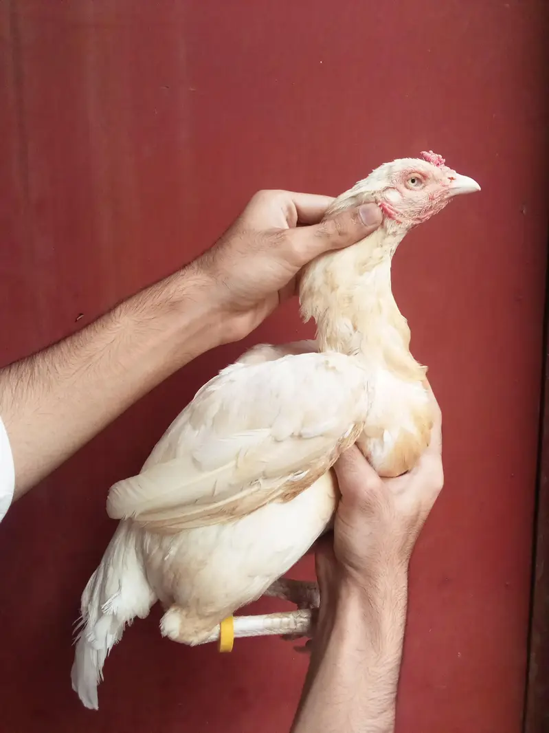 Heera aseel bird — photo 12