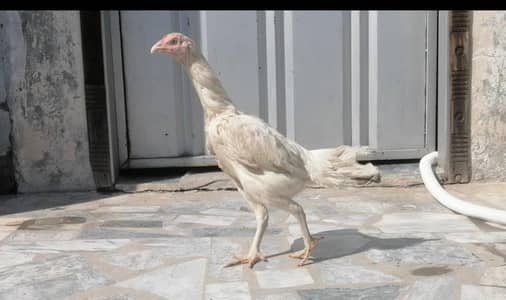 aseel heera breeder hen murgi for sale