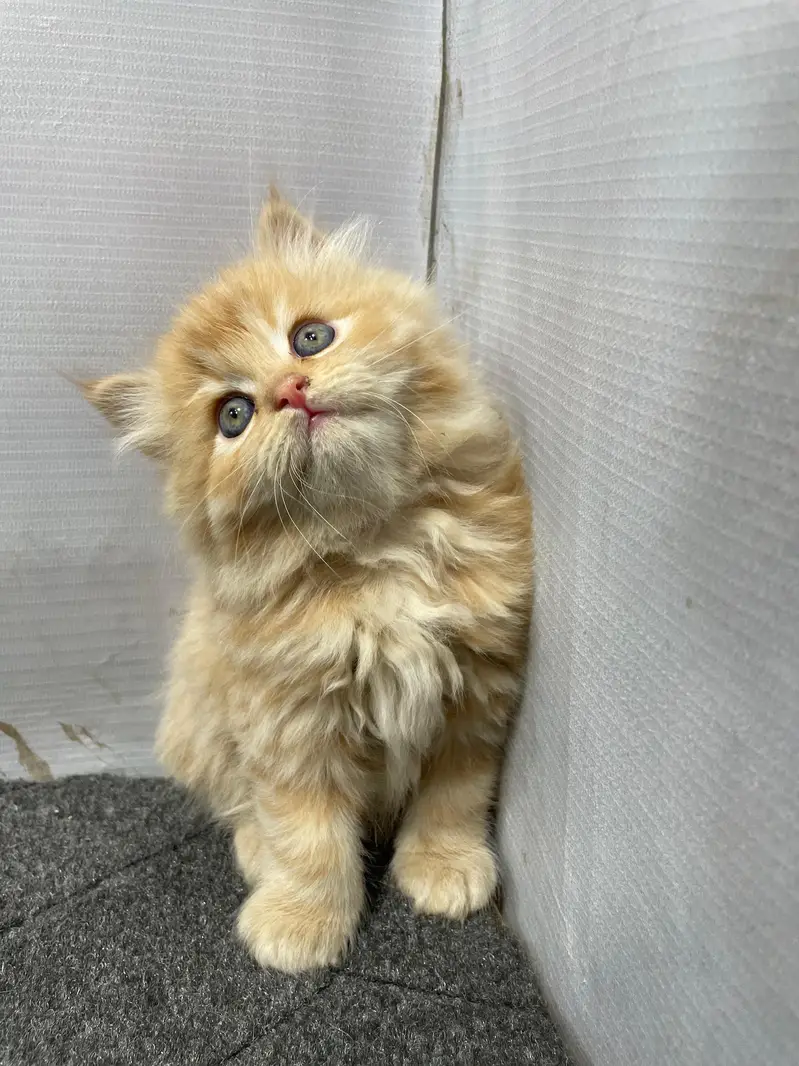 Cash on delivery parshion punch face kittens — photo 5