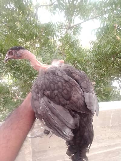 home breed Aseel