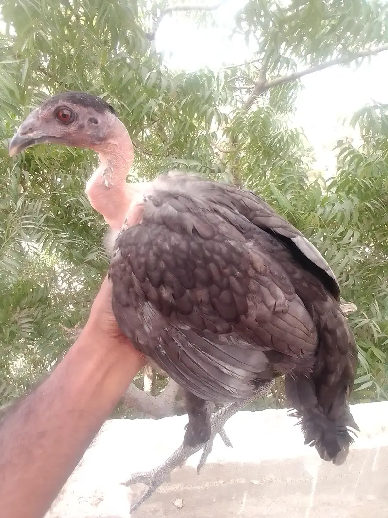 home breed Aseel — photo 2