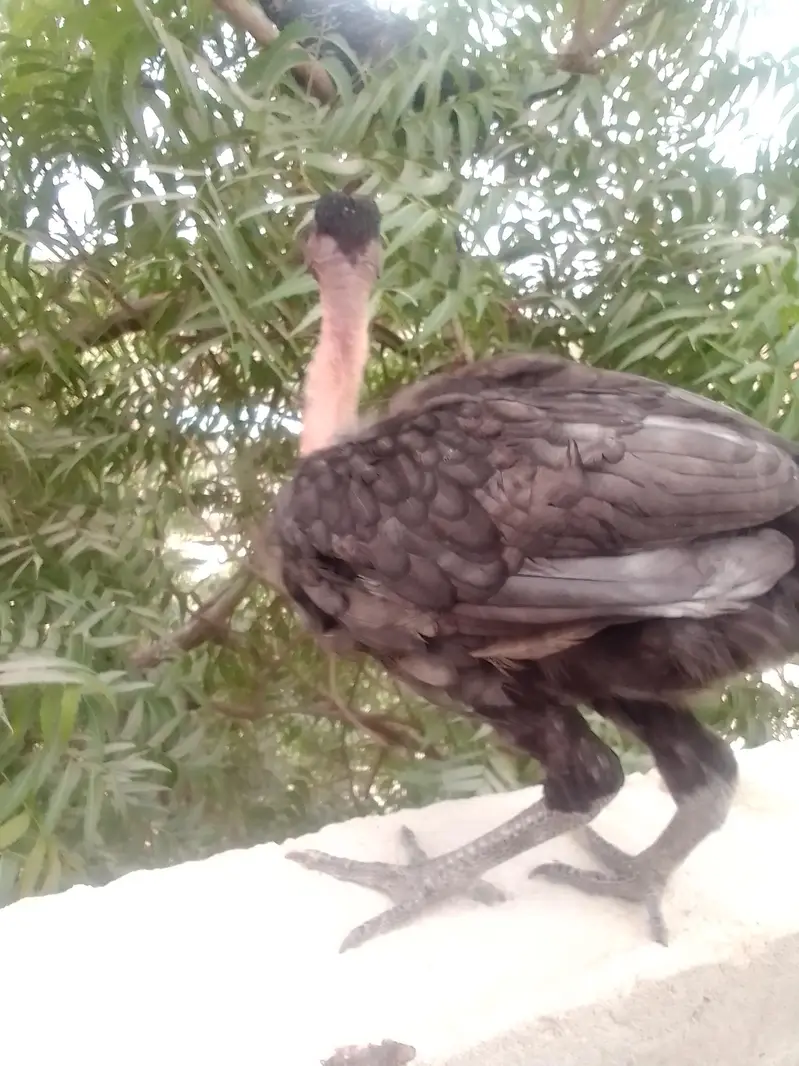 home breed Aseel — photo 3