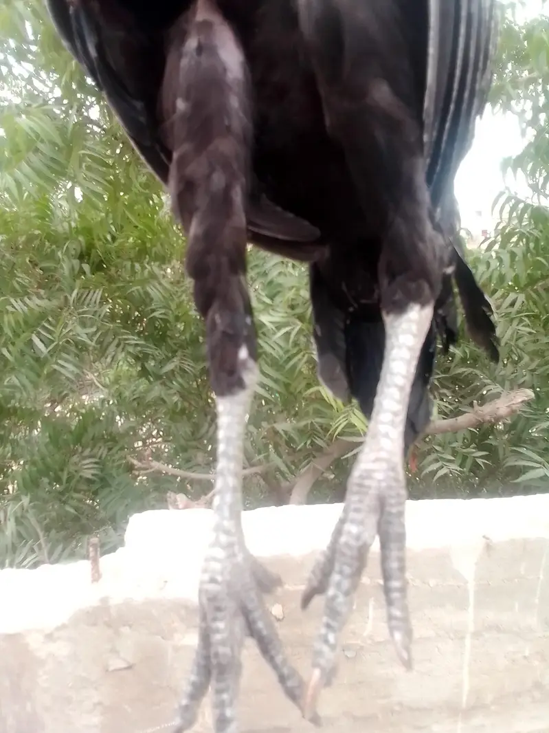 home breed Aseel — photo 5