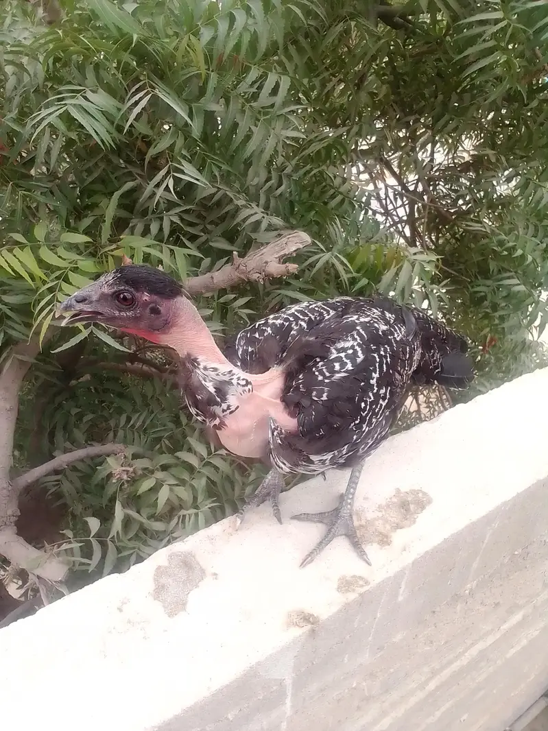 home breed Aseel — photo 7