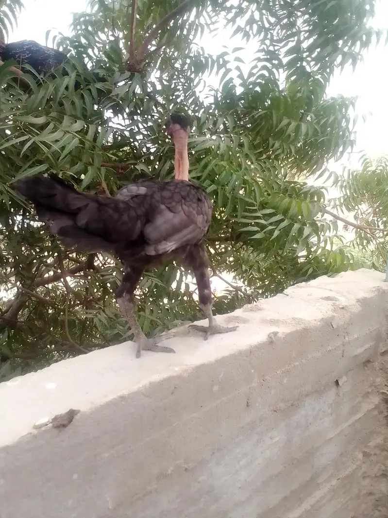 home breed Aseel — photo 8