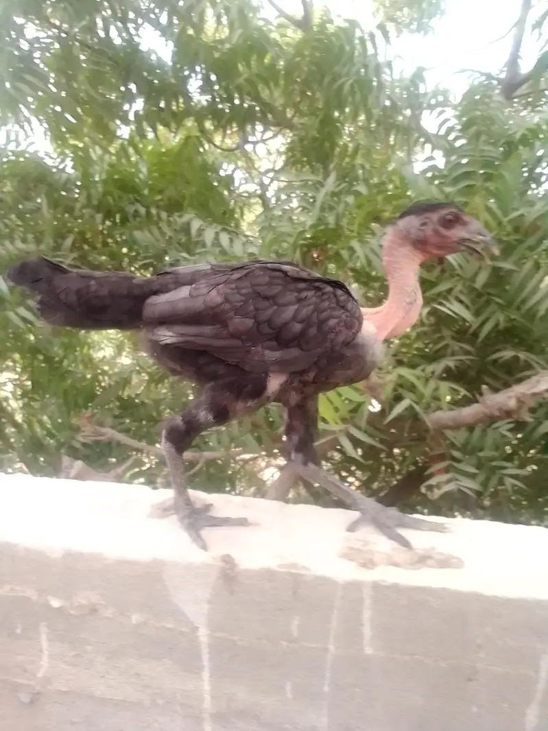 home breed Aseel — photo 10