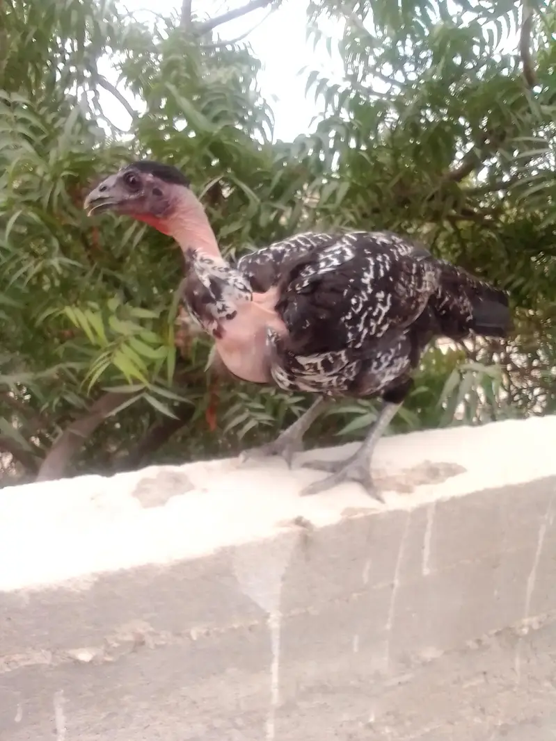 home breed Aseel — photo 11