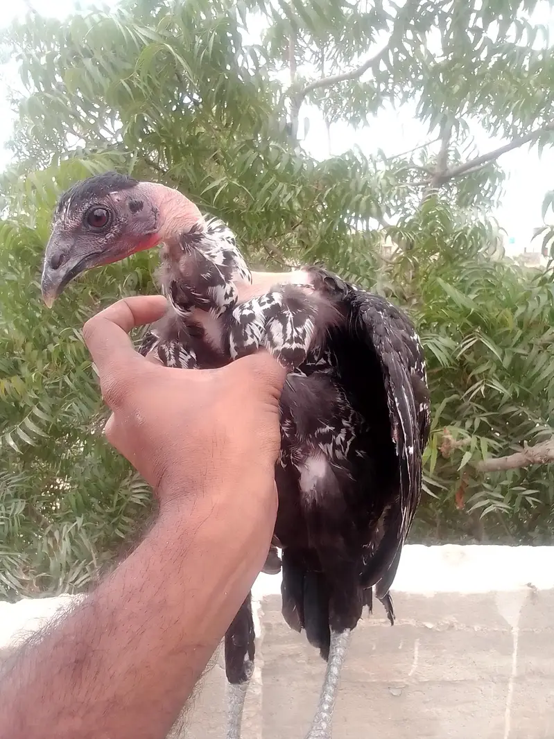 home breed Aseel — photo 12