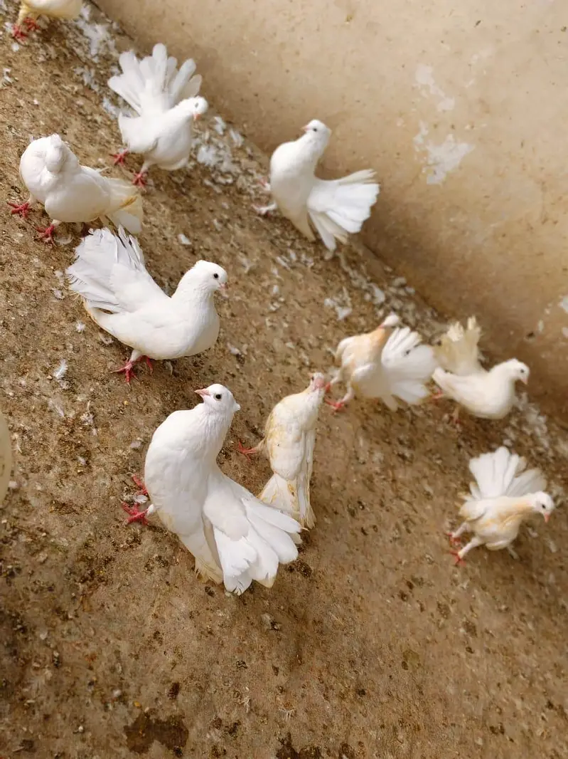 lakkay pigeons