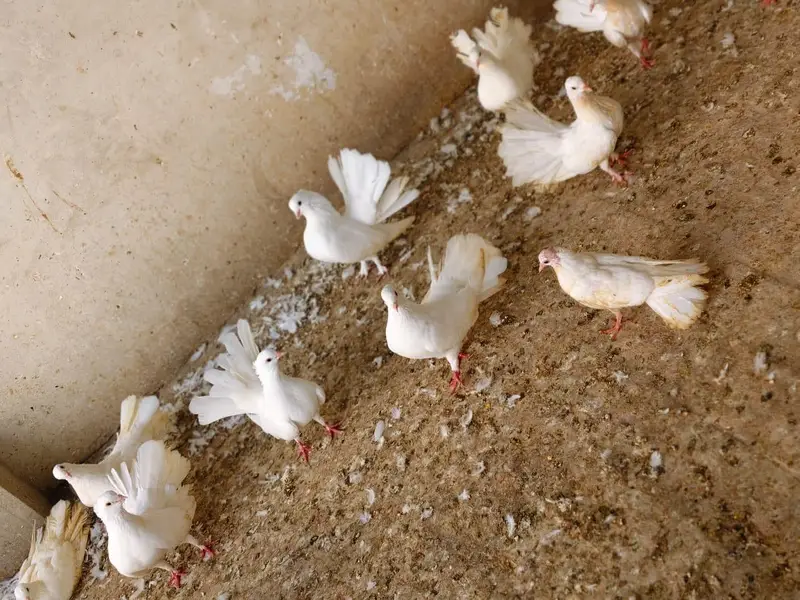 lakkay pigeons — photo 2