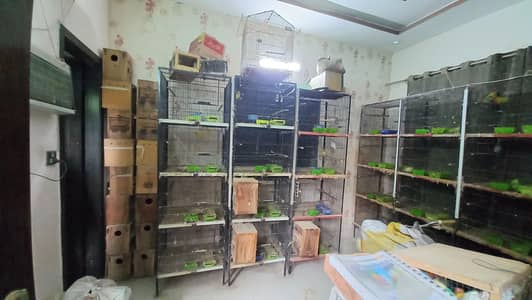birds cages
