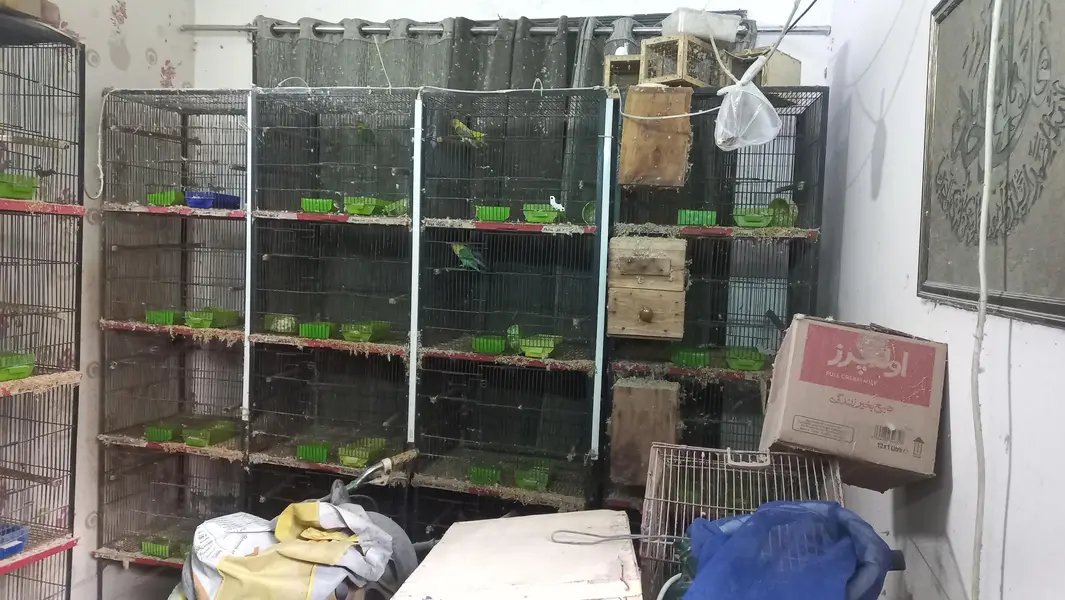 birds cages — photo 2