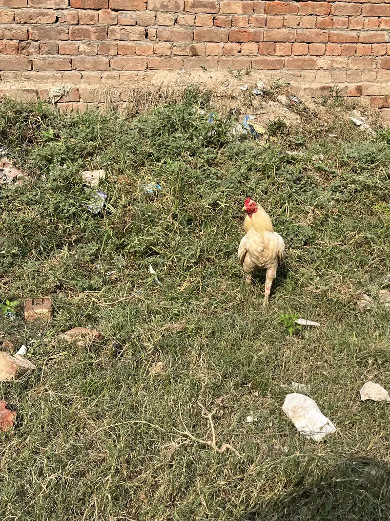Seel murga mianwali ka — photo 4