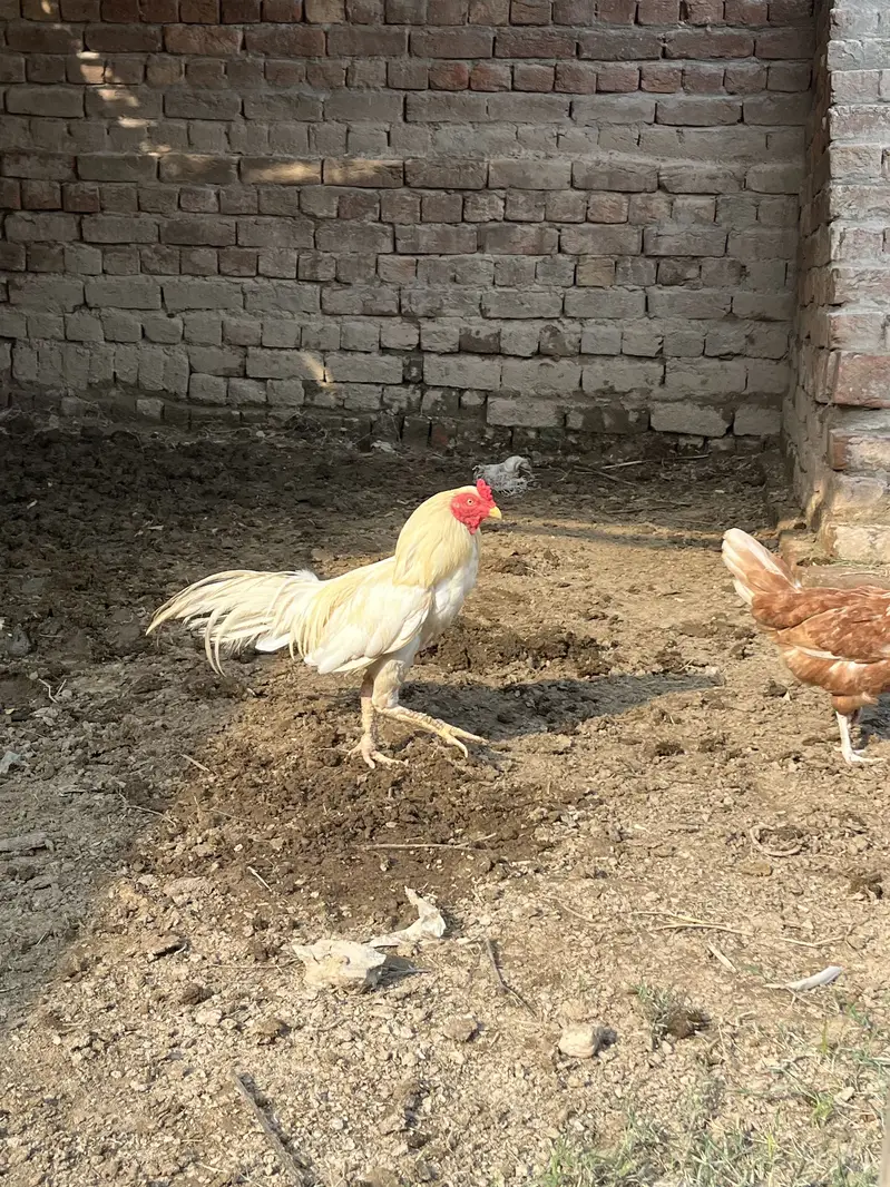 Seel murga mianwali ka — photo 5