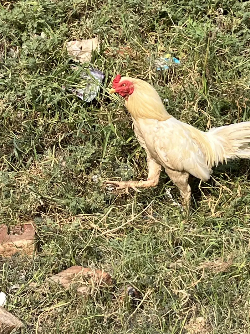 Seel murga mianwali ka — photo 6