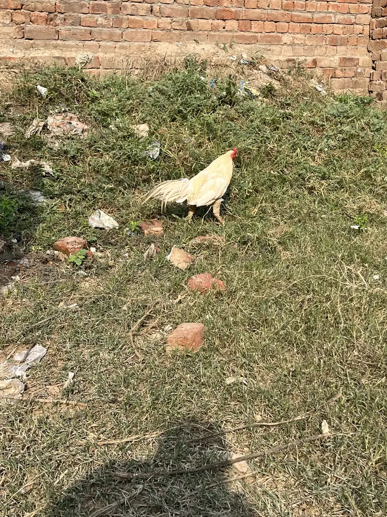 Seel murga mianwali ka — photo 7