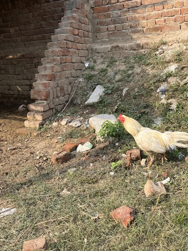 Seel murga mianwali ka — photo 8