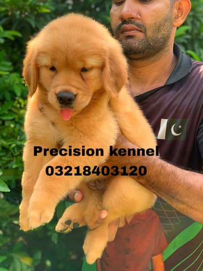 Golden retriever pedigreed puppies available for sale