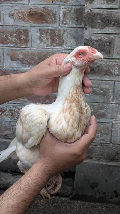 Heera female Boska Colour