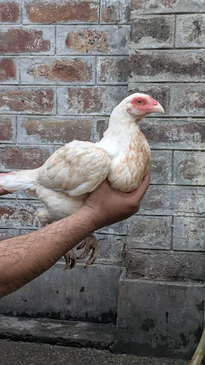 Heera female Boska Colour — photo 2
