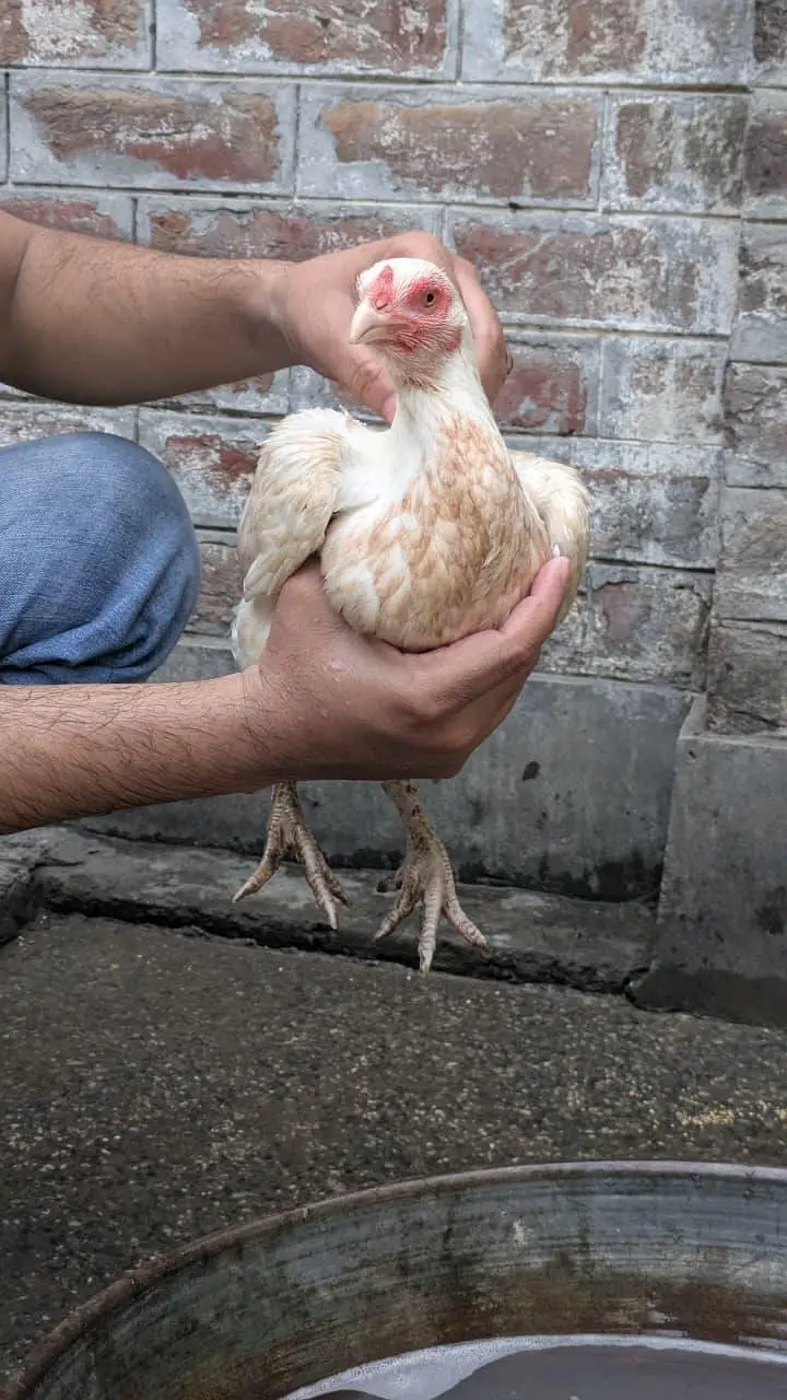 Heera female Boska Colour — photo 3
