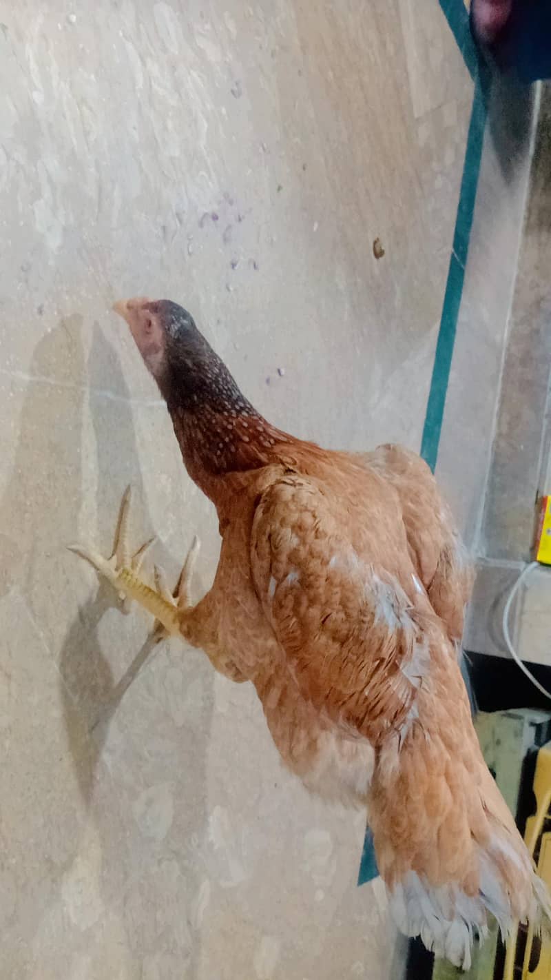 aseel hen 0