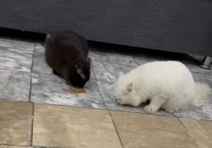 Persian cat for sale