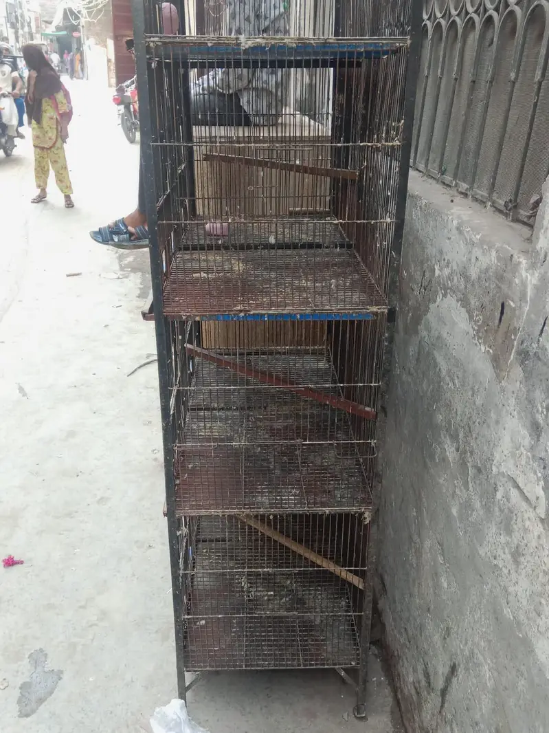 Parret cage — photo 2