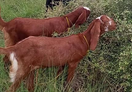 2 female path for sale price is final