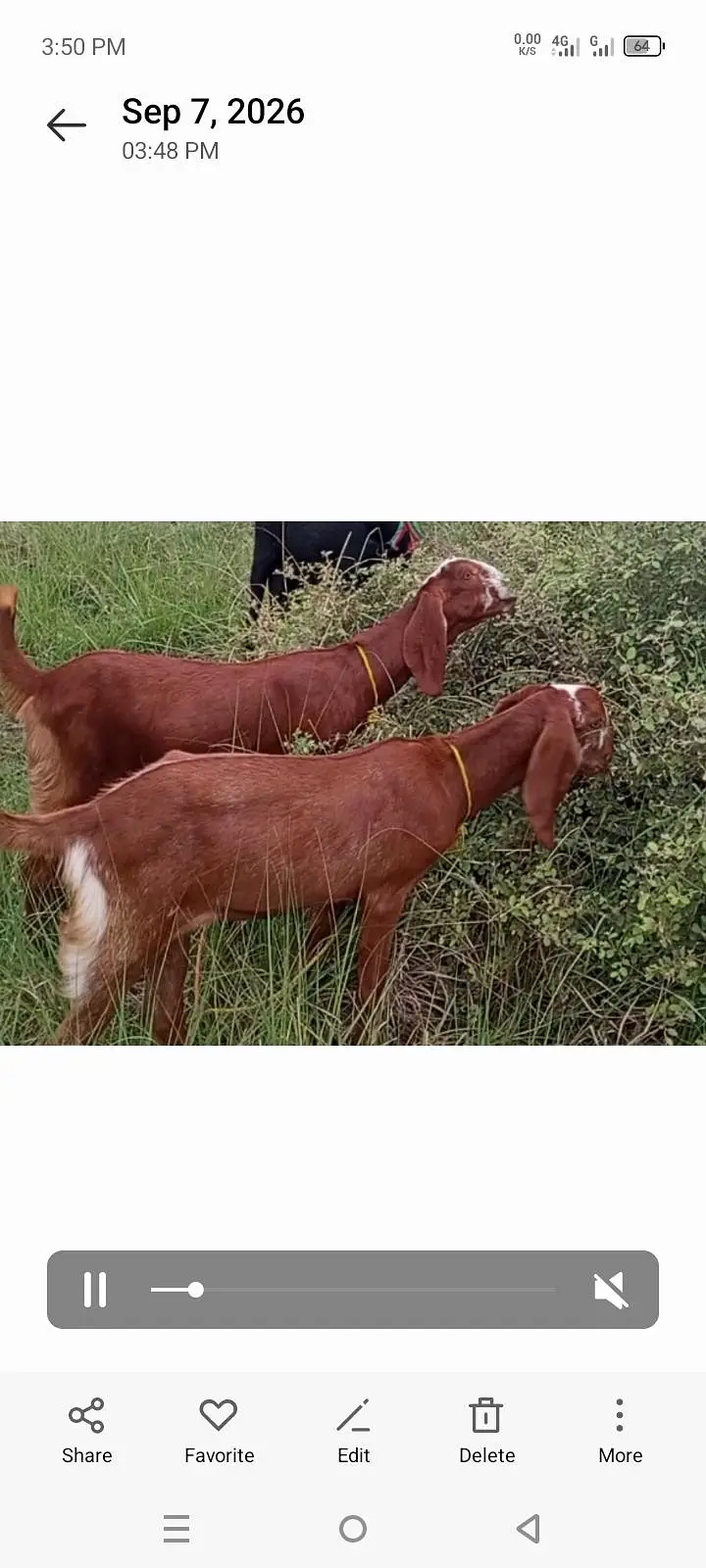 2 female path for sale price is final — photo 2