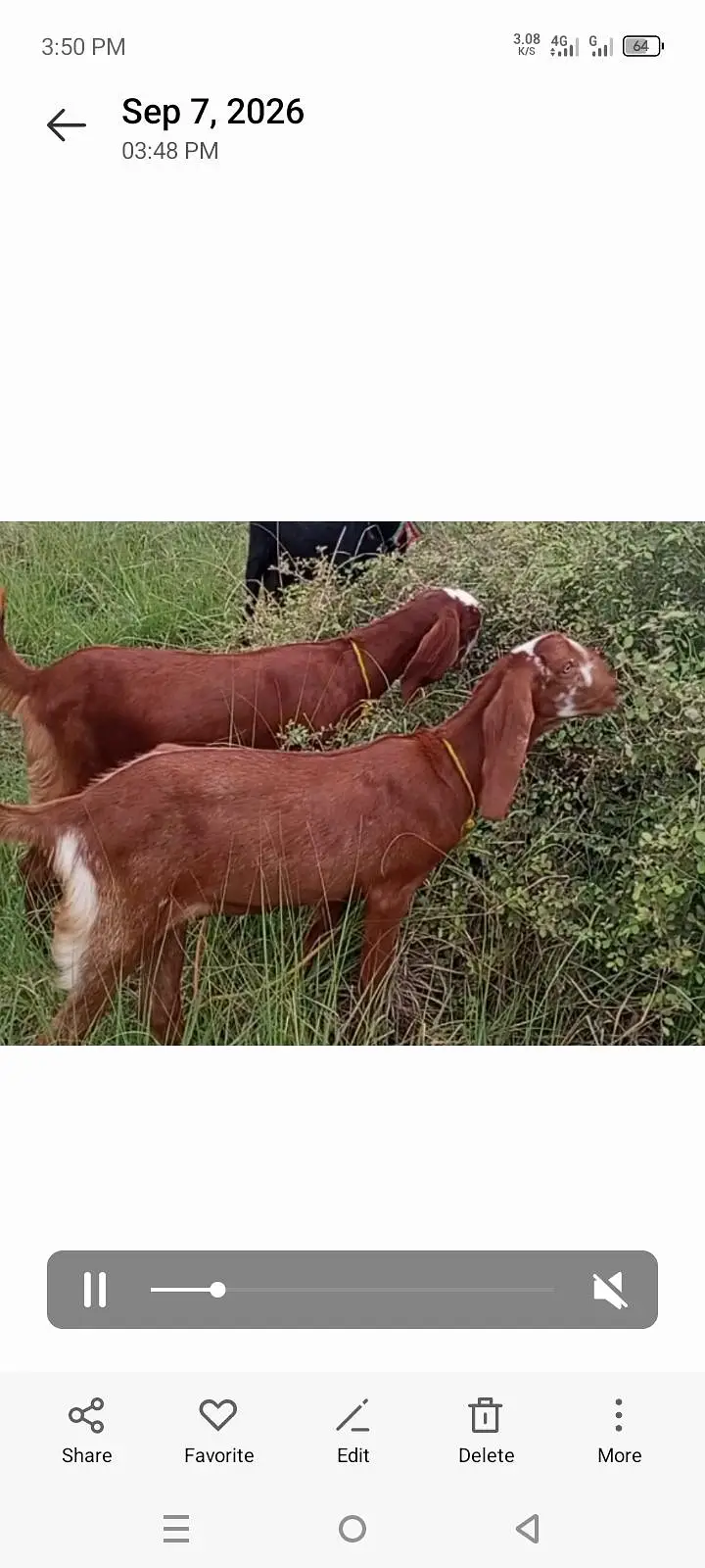 2 female path for sale price is final — photo 3