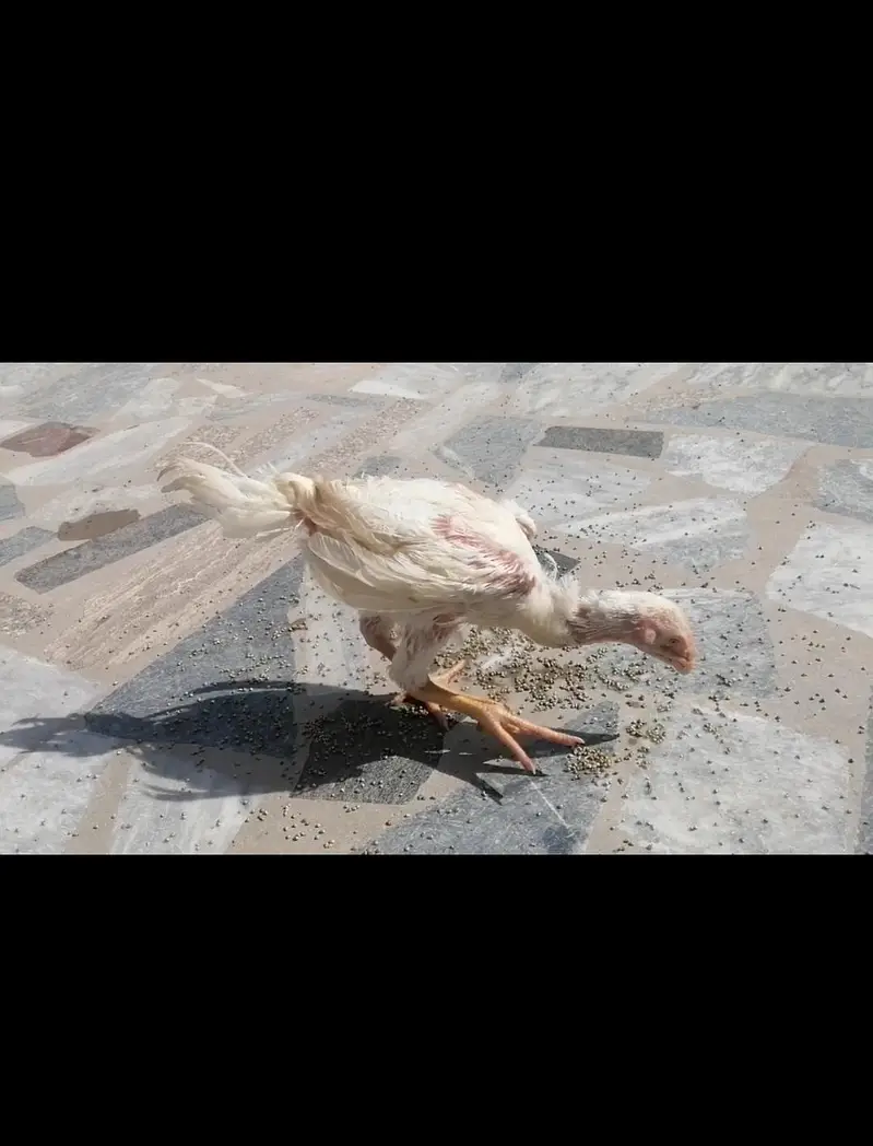 white oh shamo chicks for sale — photo 2