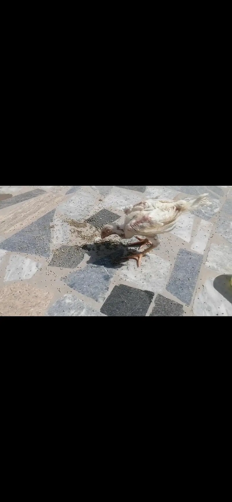 white oh shamo chicks for sale — photo 3