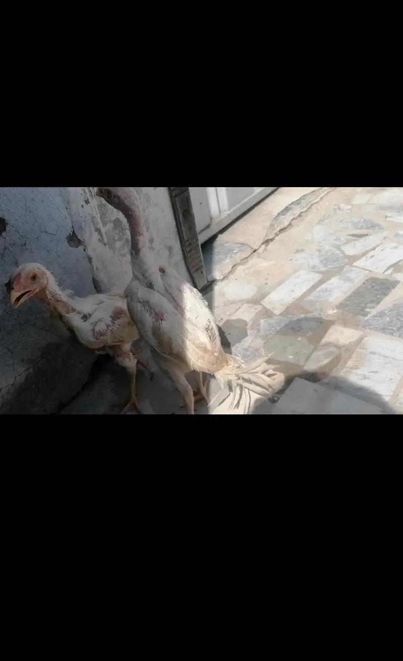 white oh shamo chicks for sale — photo 4
