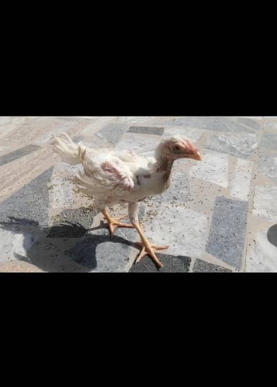 white oh shamo chicks for sale