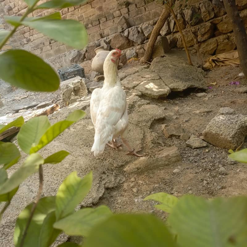 heera 0