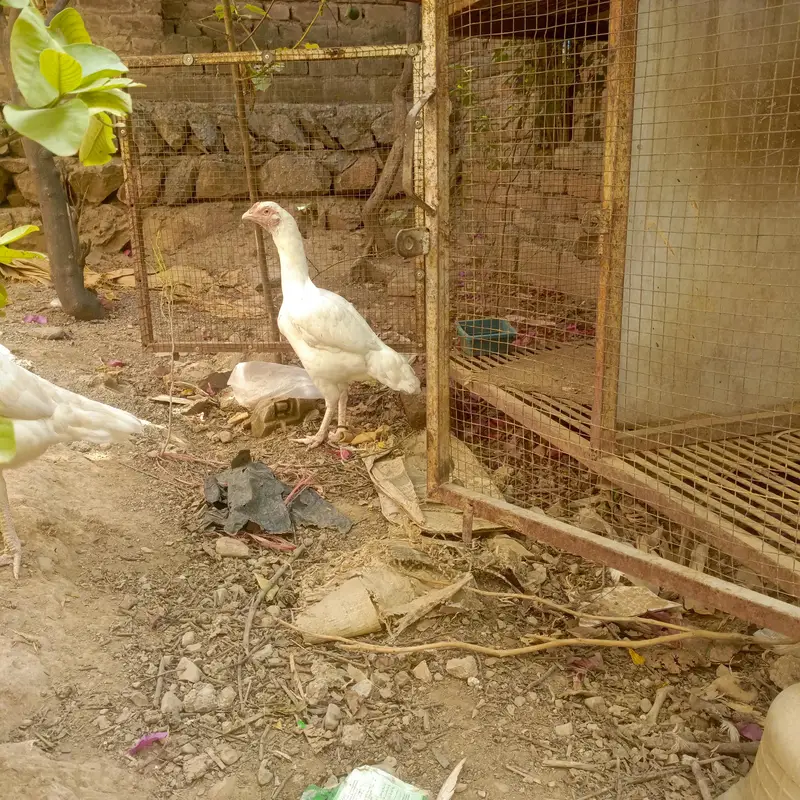 heera — photo 2