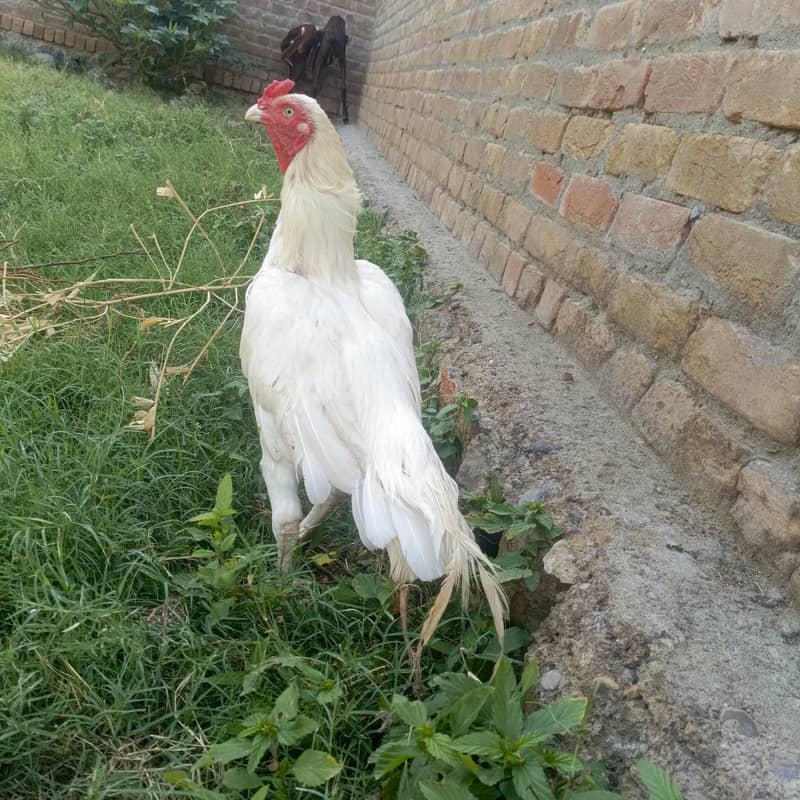 heera 2
