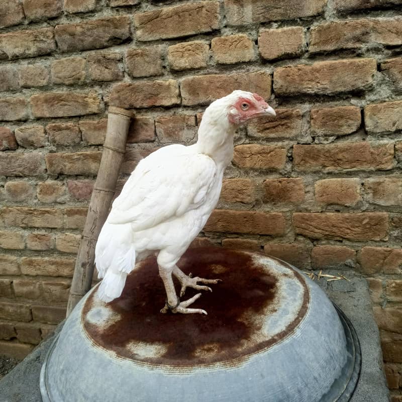 heera 4