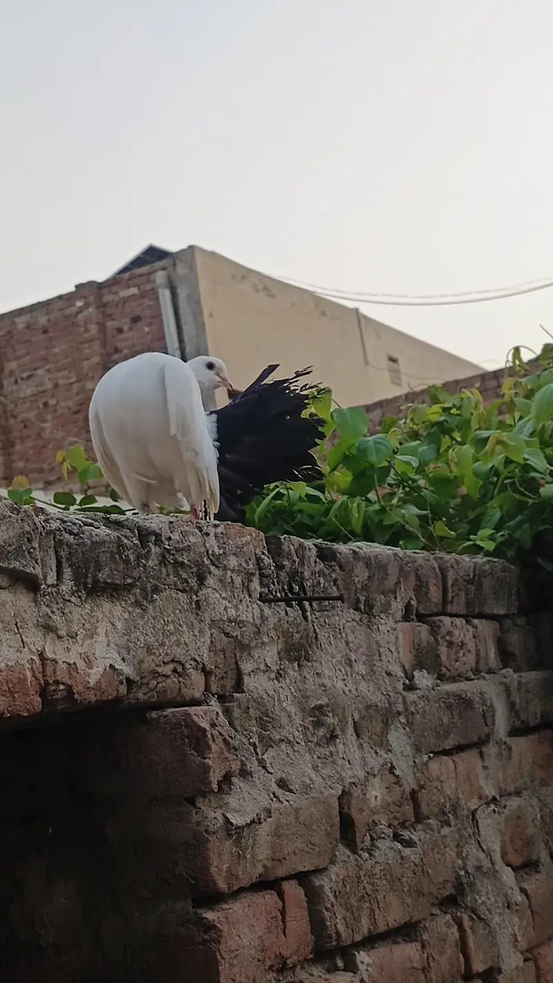 Mix pigeons