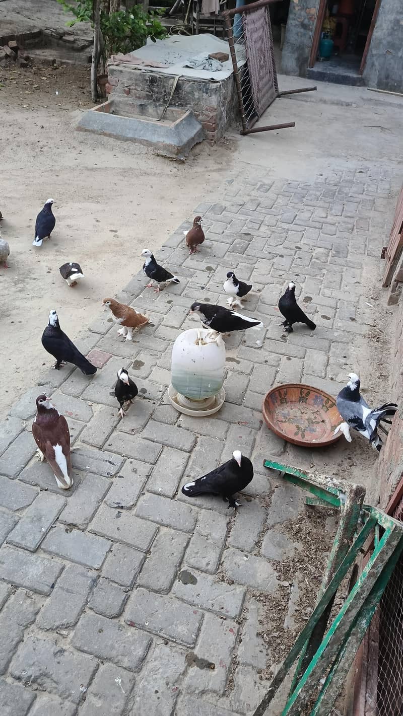 Mix pigeons 1