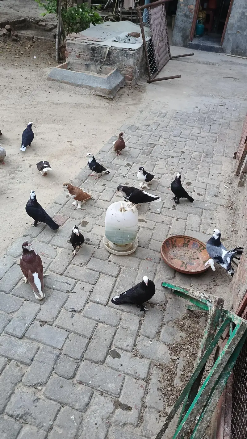 Mix pigeons — photo 2