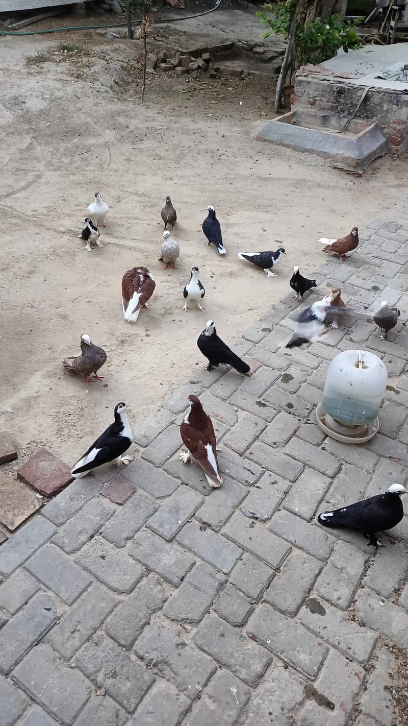 Mix pigeons 2