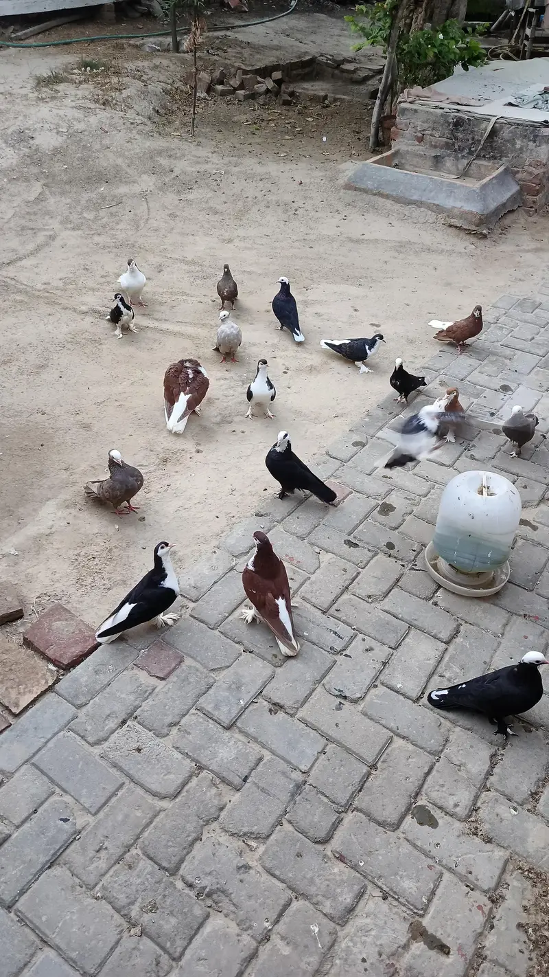 Mix pigeons — photo 3