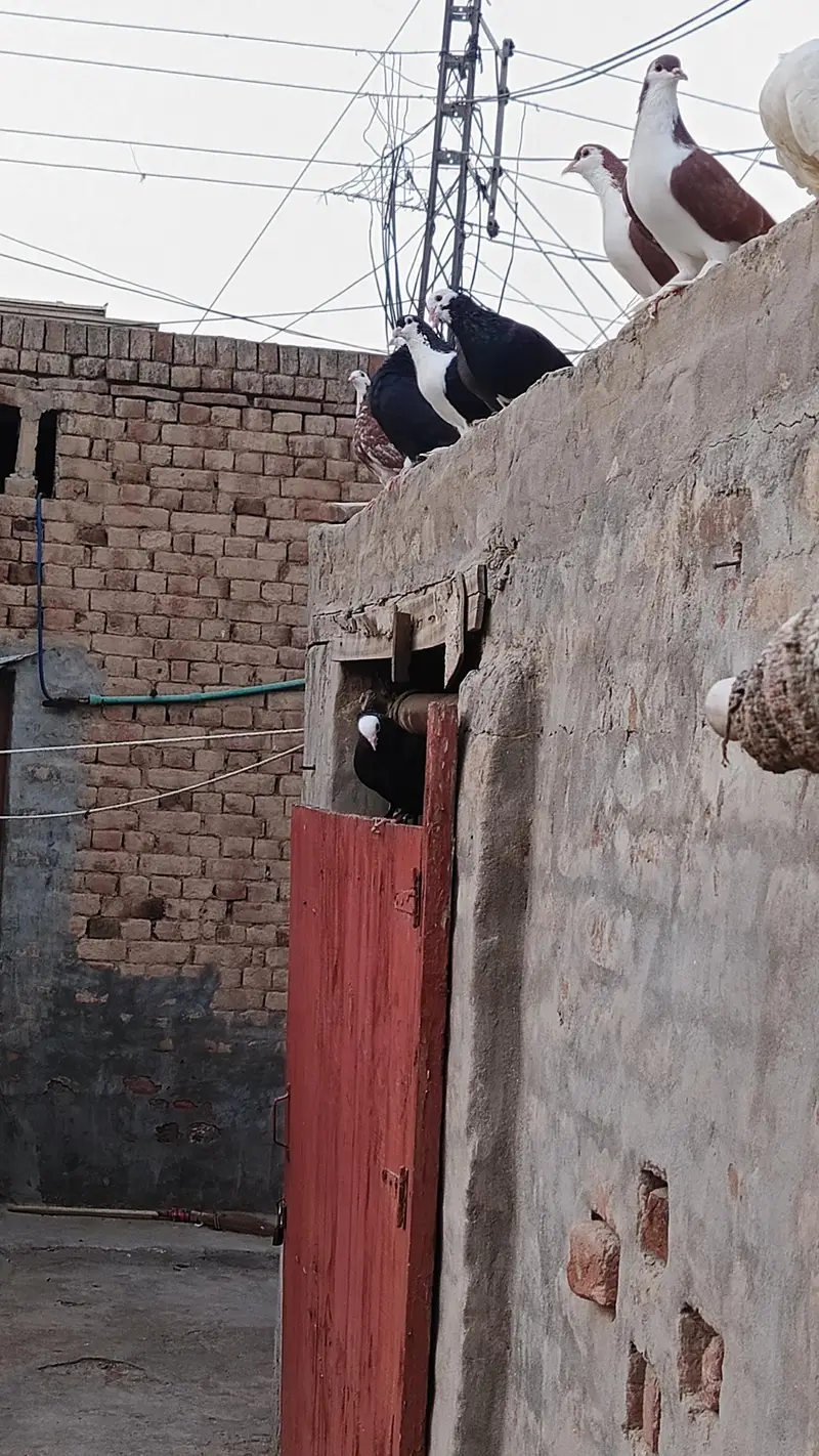 Mix pigeons — photo 4