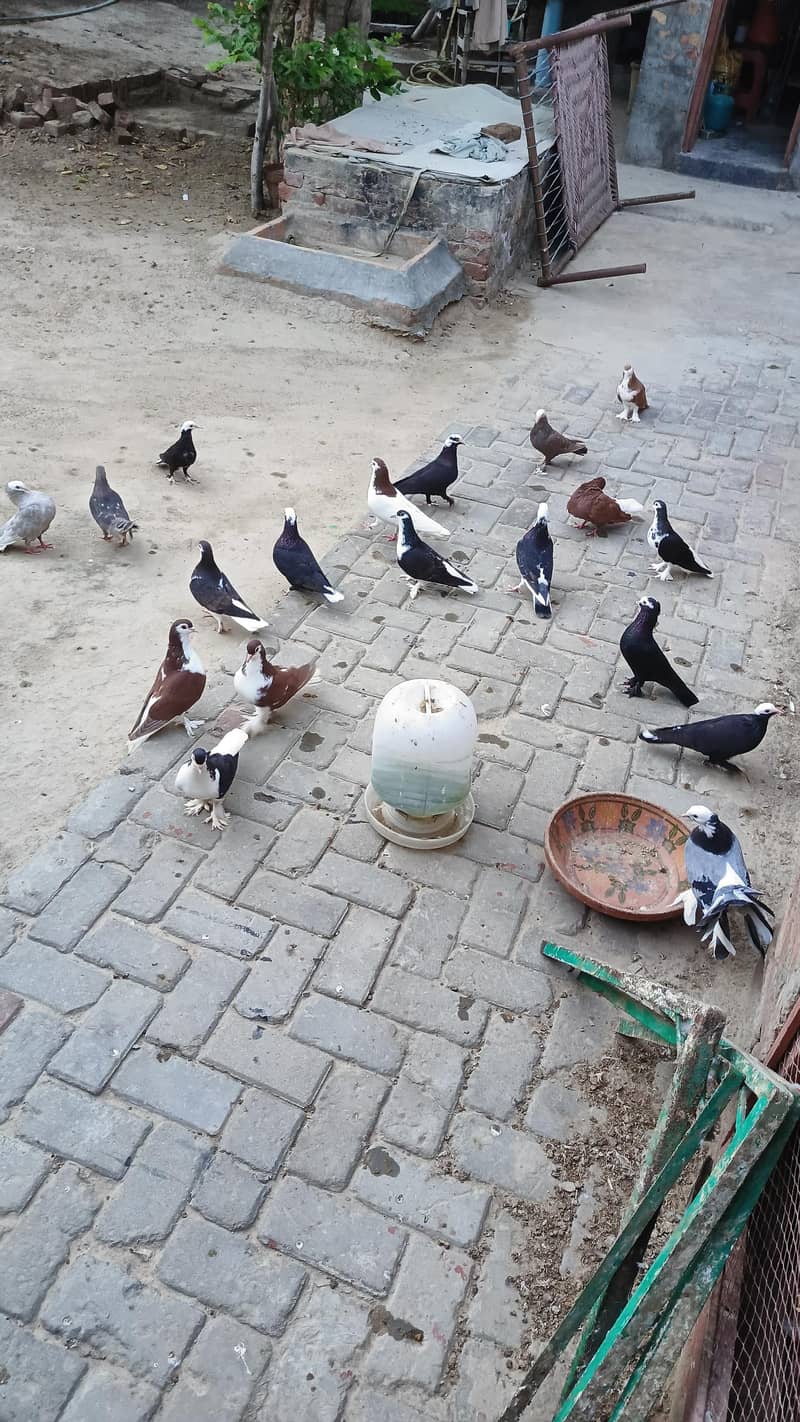 Mix pigeons 6