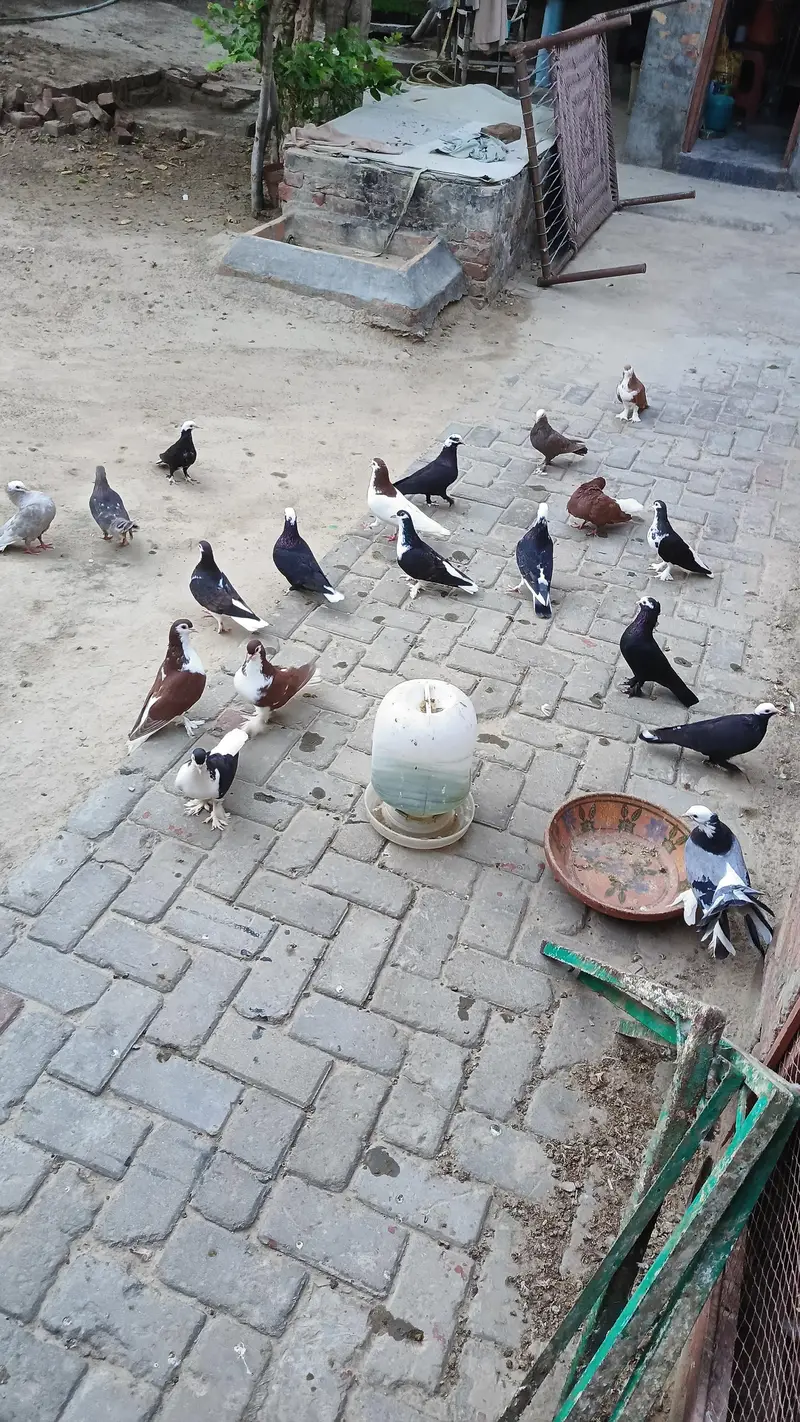 Mix pigeons — photo 7