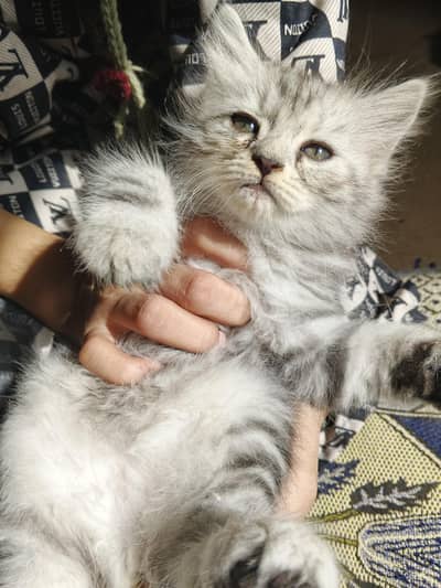 2 Kittens for Sale