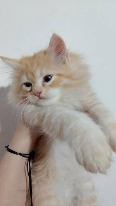 Persian kittens for sale 15k for pair